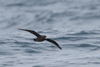 White-Chinned Petrel