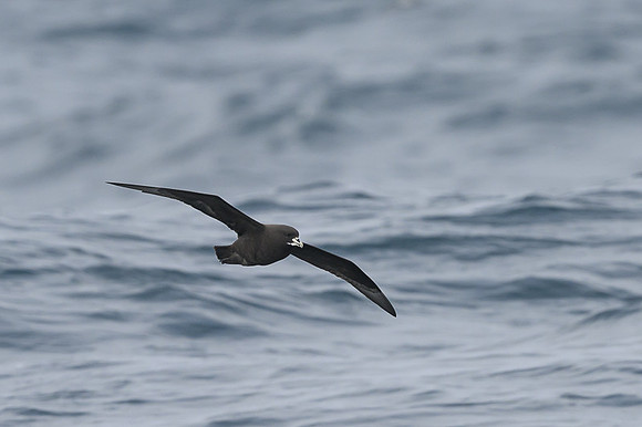 White-Chinned Petrel