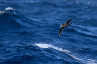 White-Chinned Petrel