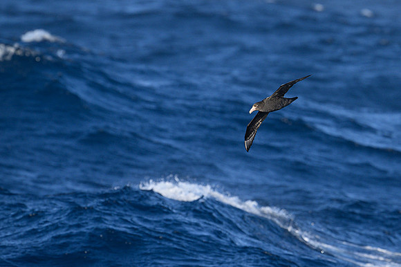 White-Chinned Petrel