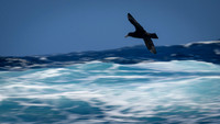 White-Chinned Petrel