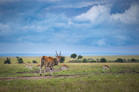 Eland Antelope