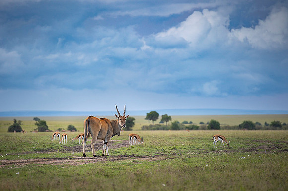Eland Antelope