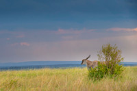Eland Antelope