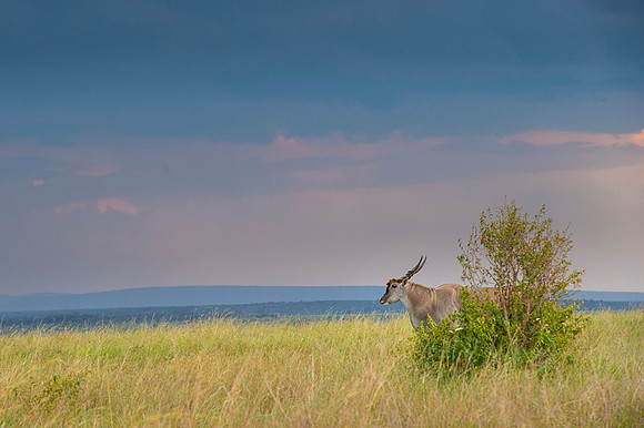 Eland Antelope