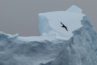 White-Chinned Petrel