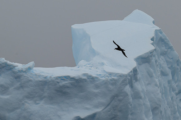 White-Chinned Petrel