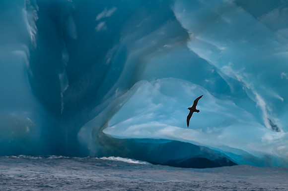 White-Chinned Petrel