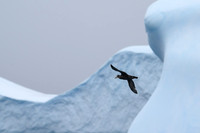 White-Chinned Petrel