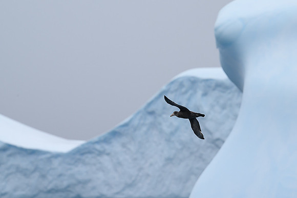 White-Chinned Petrel