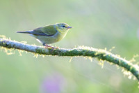 Tennessee Warbler