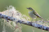 Tennessee Warbler