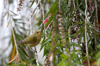 Tennessee Warbler