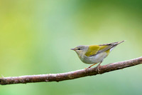 Tennessee Warbler