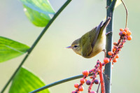 Tennessee Warbler