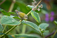 Tennessee Warbler