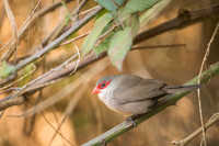 Common waxbill / Astryld falisty