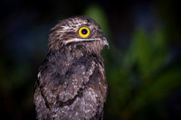 Common Potoo