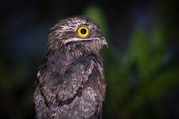 Common Potoo