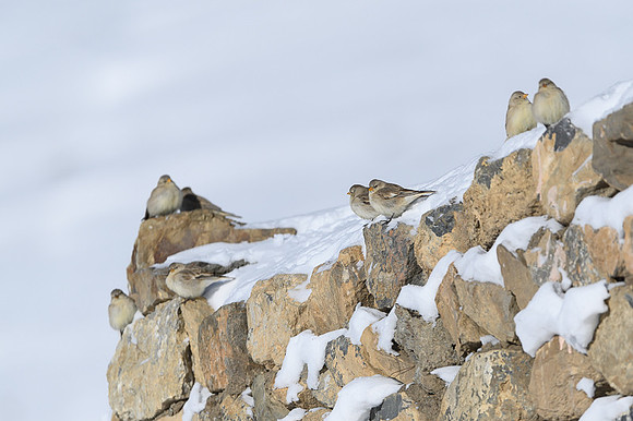 Tibetan snow finch