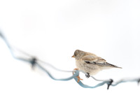 Tibetan snow finch