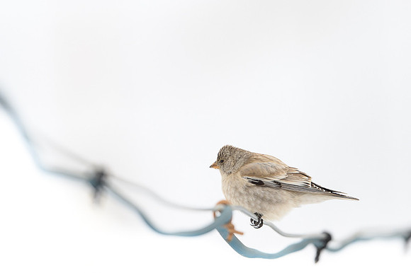 Tibetan snow finch