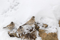Tibetan snow finch