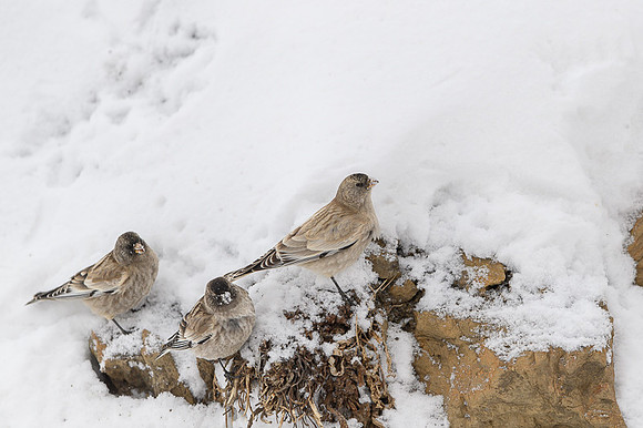 Tibetan snow finch