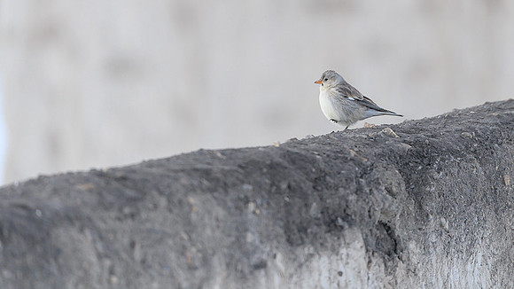 Tibetan snow finch