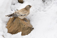 Tibetan snow finch