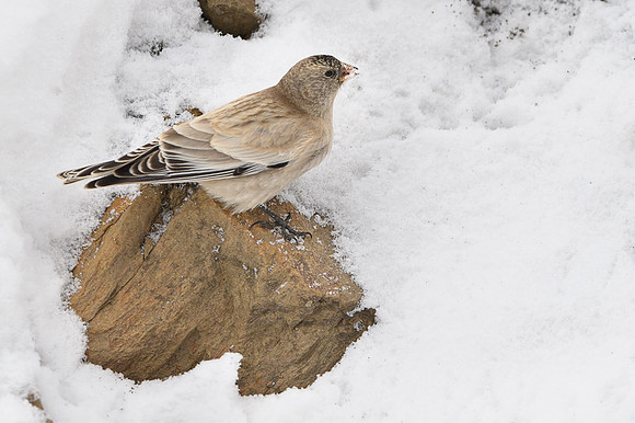 Tibetan snow finch