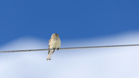 Tibetan snow finch