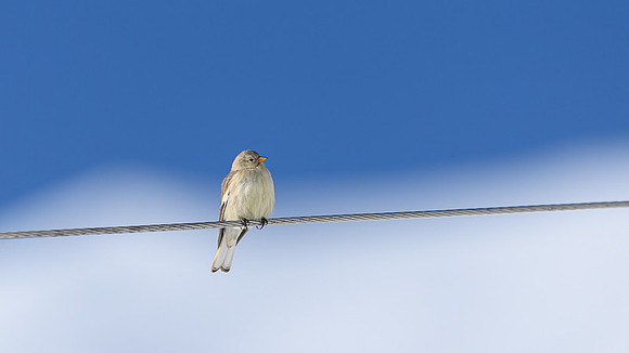 Tibetan snow finch