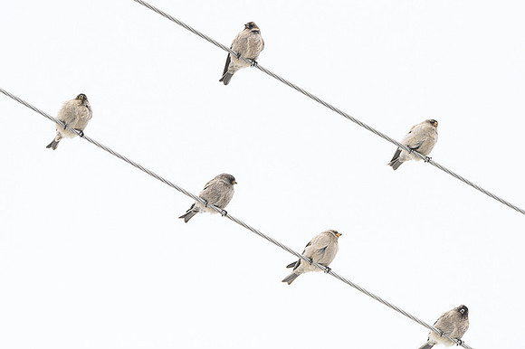 Tibetan snow finch