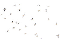 Tibetan snow finch