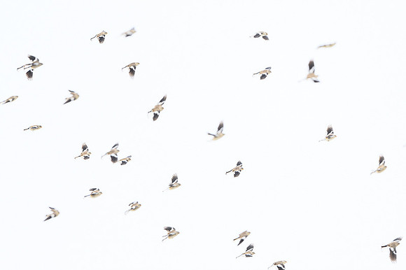 Tibetan snow finch
