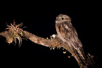Common Potoo