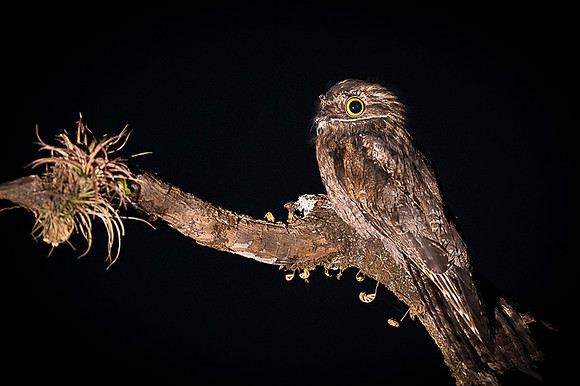 Common Potoo