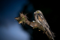 Common Potoo