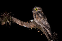 Common Potoo