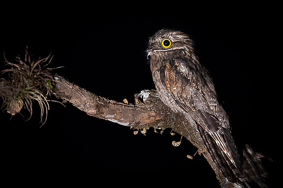 Common Potoo