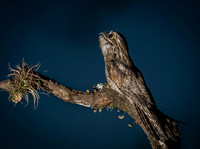 Common Potoo