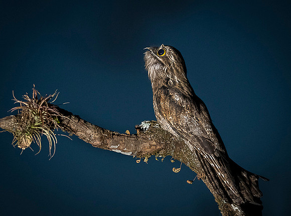 Common Potoo