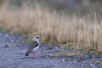 Andean Lapwing