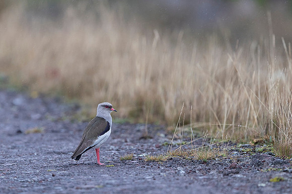 Andean Lapwing