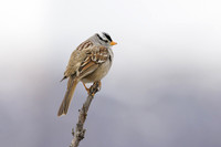 White-crowned sparrow