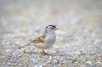 White-crowned sparrow