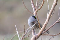 Golden-crowned Sparrow