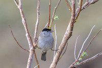 Golden-crowned Sparrow