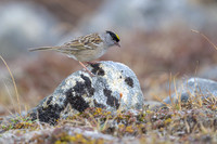 Golden-crowned Sparrow